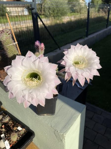 Echinopsis Hybr. rosa